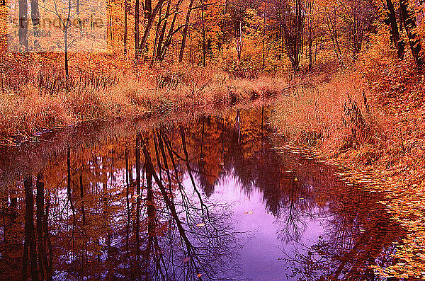 Stream im Herbst  Gatineau Park  Quebec  Kanada