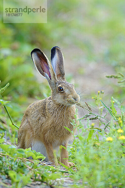 Europäischer Feldhase (Lepus europaeus)  Hessen  Deutschland