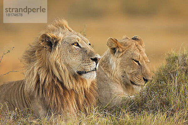 Afrikanischer Löwe und Löwin (Panthera leo) liegen im Gras im Okavango-Delta in Botswana  Afrika