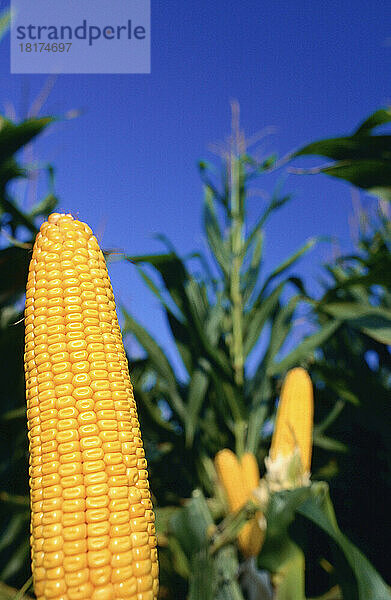 Mais  Pennsylvania  USA