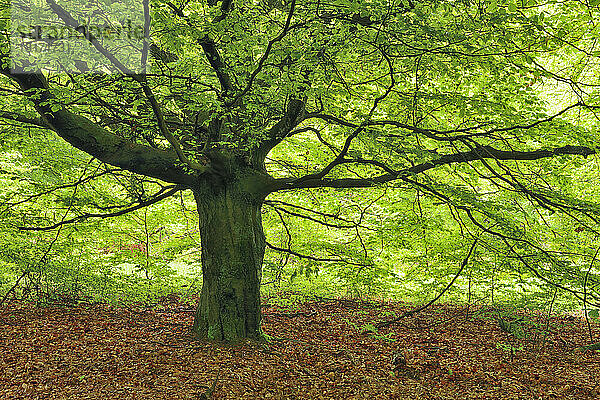 Beech Tree in forest. Sababurg  Reinhardswald  Kassel District  Hesse  Germany.