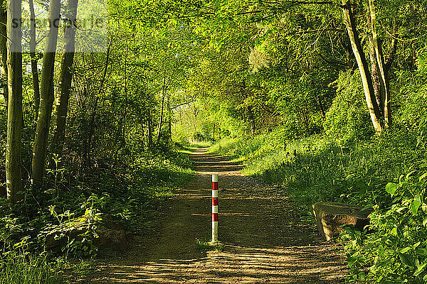 Weg am Morgen im Frühling  Niedernberg  Bezirk Miltenberg  Churfranken  Franken  Bayern  Deutschland