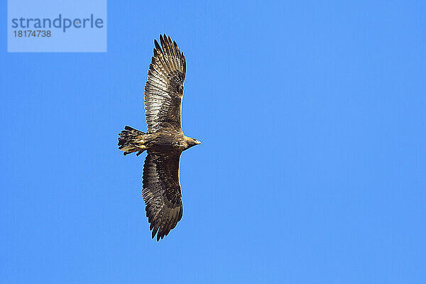 Steinadler (Aquila chrysaetos) fliegt im Gran Paradiso Nationalpark  Italien