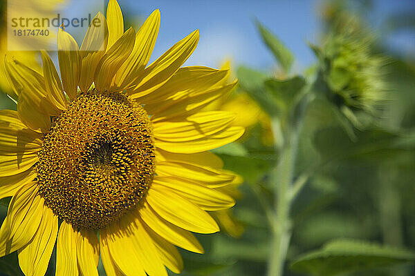 Sonnenblumen  Ottawa  Ontario  Kanada