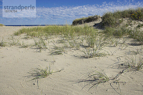 Langes Gras  Town Neck Beach  Cape Cod  Massachusetts  USA