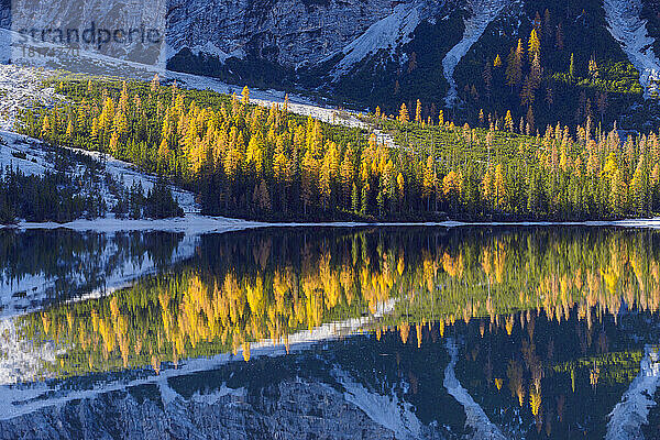 Detail eines Berghangs mit bunten Lärchen  die sich im Herbst im Pragser Wildsee in den Pragser Dolomiten in der Provinz Bozen  Südtirol  Italien spiegeln