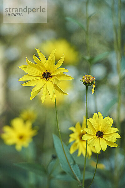 Nahaufnahme der Blüten von Topinambur (Helianthus tuberosus) im Spätsommer  Deutschland