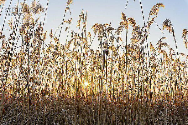 Reeds at Sunrise in Winter  Hesse  Germany
