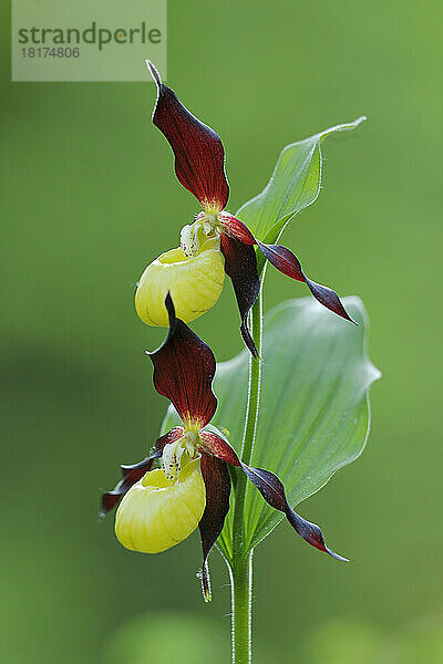 Frauenschuh-Orchidee (Cypripedium calceolus)  Bayern  Deutschland