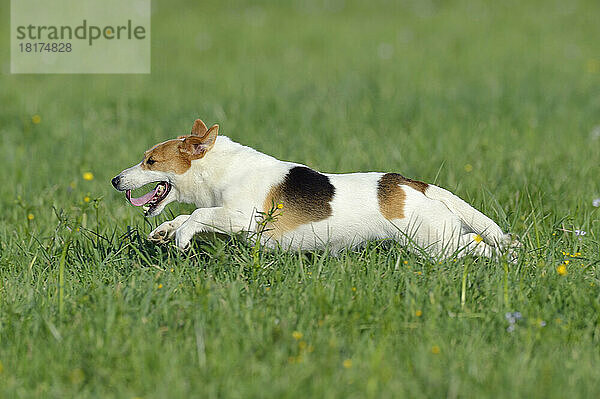 Jack Russell Terrier läuft auf der Wiese  Bayern  Deutschland