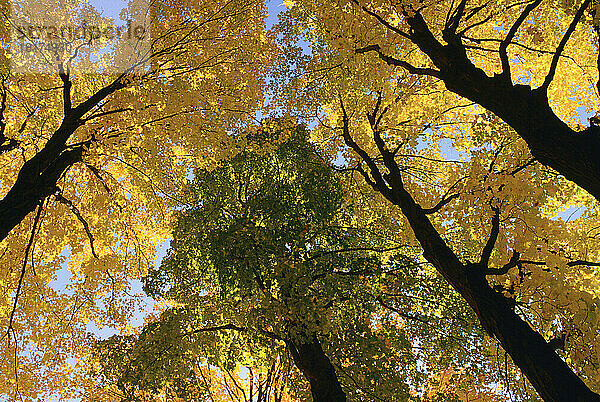 Herbst  Gatineau Park  Quebec  Kanada