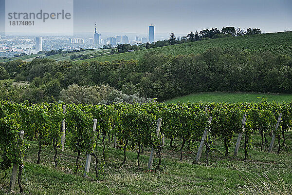 Weinberg mit Stadt im Hintergrund in der Nähe von Grinzing  Wien  Österreich