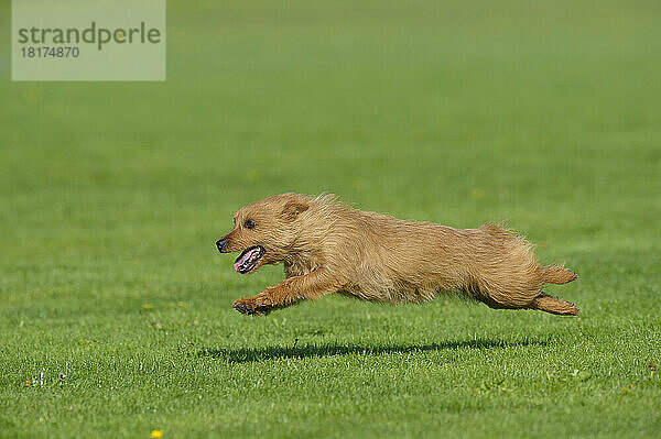 Australian Terrier läuft auf der Wiese  Bayern  Deutschland