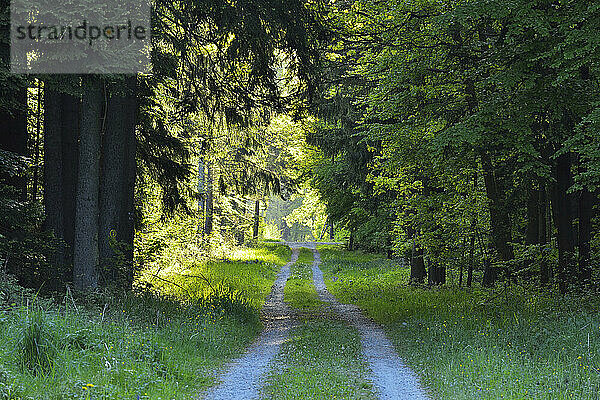 Forststraße im Frühling  Wenschdorf  Miltenberg  Odenwald  Bayern  Deutschland