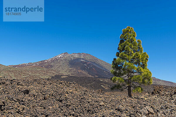 Berg Pico del Teide mit Kiefer im Parque Nacional del Teide  Teneriffa  Kanarische Inseln  Spanien