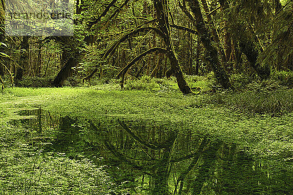 Eine Wiese im Quinault Valley Rain Forest. Ein moosbedeckter Baum spiegelt sich im stehenden Wasser. Olympische Halbinsel  Bundesstaat Washington.; Quinault Valley Rain Forest  Olympic Peninsula  Washington