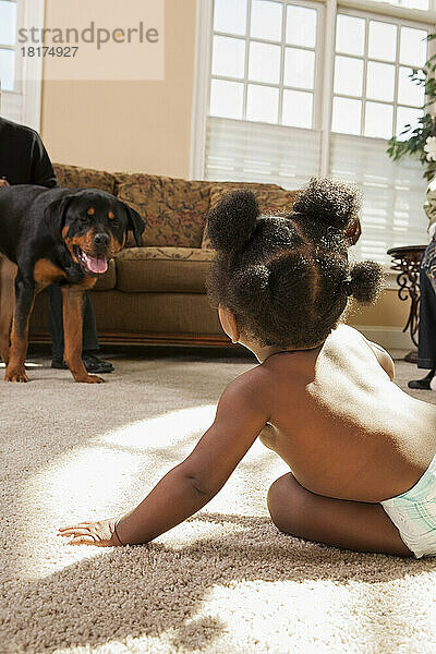 Kleines Mädchen spielt auf Teppich und schaut sich Haustier Rottweiler an