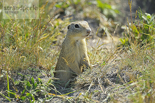 Europäisches Erdhörnchen (Spermophilus citellus) in Wiese  Apetlon  Neusiedler See  Burgenland  Österreich