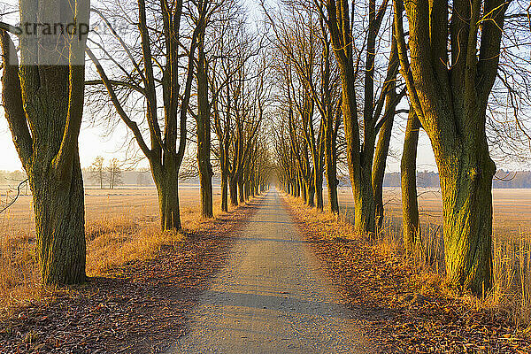 Von Kastanienbäumen gesäumte Straße im frühen Morgenlicht im Februar in Hessen  Deutschland