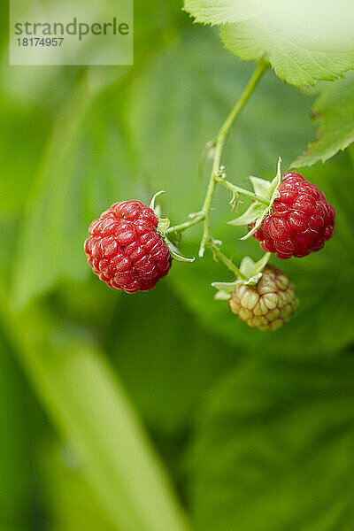 Nahaufnahme von frischen roten Himbeeren auf Bush in Garden  Ontario  Kanada