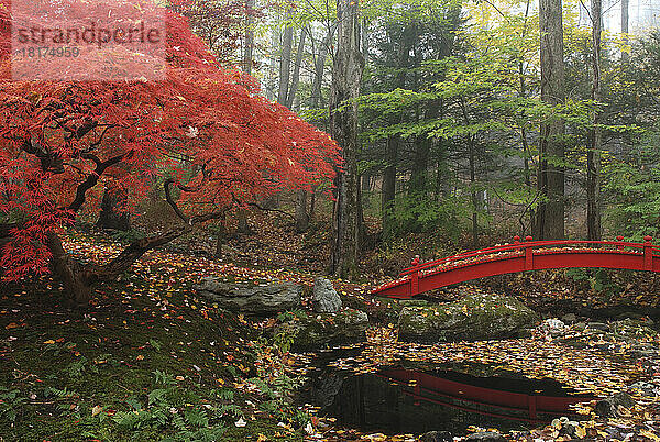 Japanese maple garden with red bridge.; New York.