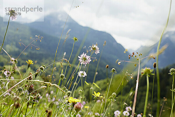 Nahaufnahme von Blumen im Feld im Sommer  Tirol  Österreich