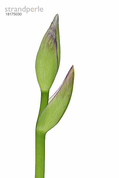 Close-up of Iris bud on white background  studio shot on white background.