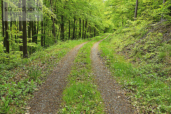 Reifenspuren durch den Wald im Frühling  Miltenberg  Kreis Miltenberg  Churfranken  Franken  Bayern  Deutschland