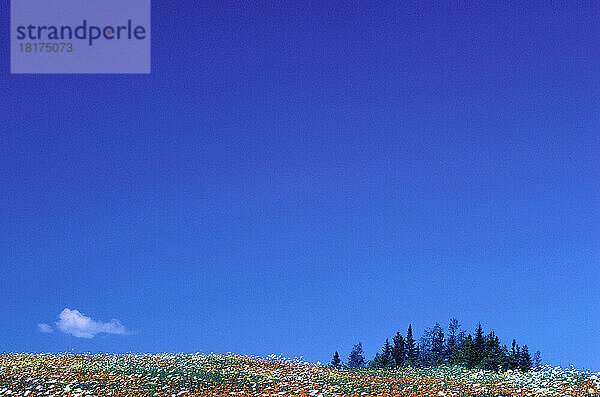 Field  Beauce  Quebec  Kanada