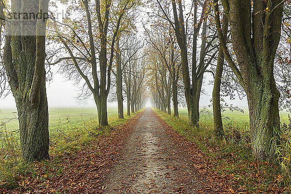 Von Kastanienbäumen gesäumte Allee im Herbst in Hessen  Deutschland