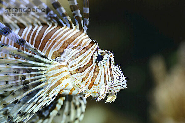 Porträt eines Rotfeuerfisches (Pterois volitans)  Bayern  Deutschland