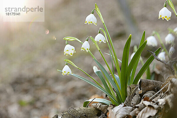 Nahaufnahme der Blüten der Frühlingsschneeflocke (Leucojum vernum) im Wald im Frühling  Oberpfalz  Bayern  Deutschland