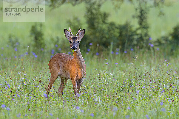 Westliches Reh (Capreolus capreolus) auf der Wiese  Rehbock  Hessen  Deutschland  Europa