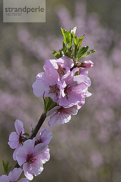 Almond Blossoms in Spring  Bensheim  Odenwald  Hesse  Germany