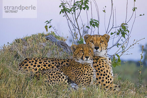 Porträt zweier Geparden (Acinonyx jubatus)  die zusammen im Gras im Okavango-Delta in Botswana  Afrika  liegen