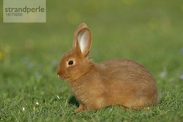Portrait of Baby Rabbit in Spring Meadow  Bavaria  Germany