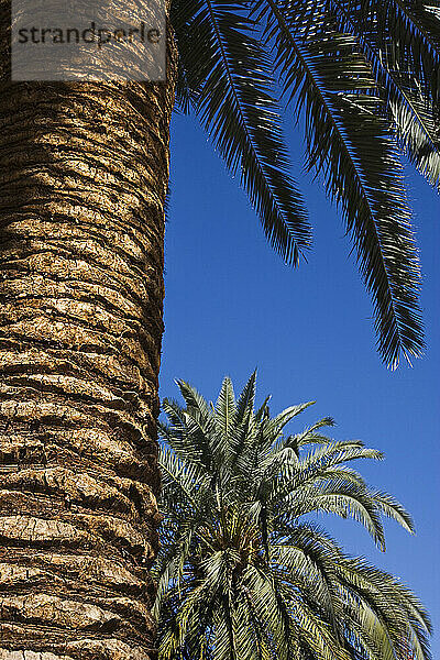 Palm Trees  Mirage Hotel and Casino  Paradise  Las Vegas  Nevada  USA