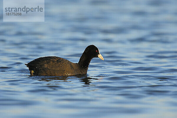 Eurasischer Blässhuhn (Fulica atra) im Frühling  Illmitz  Neusiedler See  Burgenland  Österreich