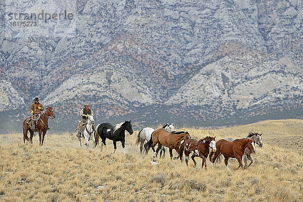 Cowboys hüten Pferde in der Wildnis  Rocky Mountains  Wyoming  USA