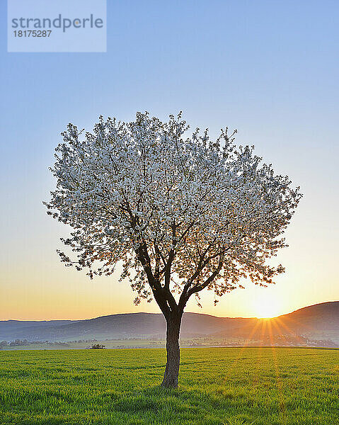Blossoming Cherry Tree in Spring at Sunrise  Miltenberg  Spessart  Franconia  Bavaria  Germany