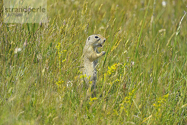 Europäisches Erdhörnchen (Spermophilus citellus) in Wiese  Apetlon  Neusiedler See  Burgenland  Österreich