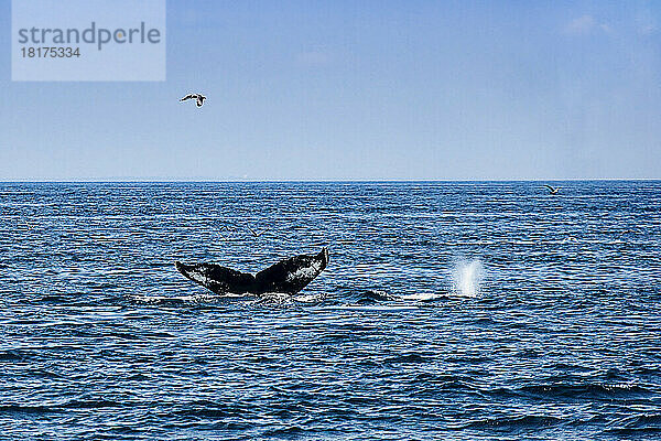 Humpback Whales  Stellwagen Bank  Gloucester  Cape Ann  Massachusetts  USA