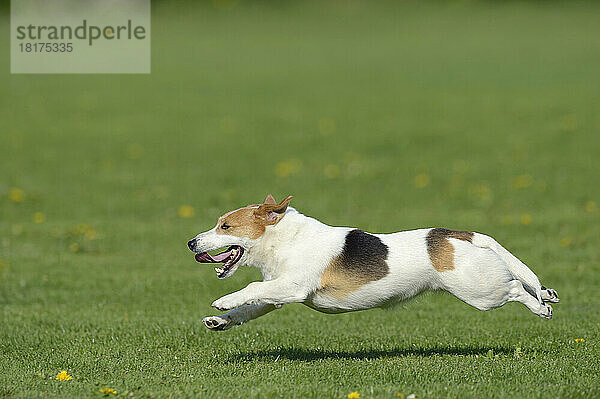 Jack Russell Terrier läuft auf der Wiese  Bayern  Deutschland