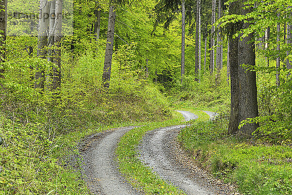 Kurvenreiche Schotterstraße im Wald im Frühling  Miltenberg  Bezirk Miltenberg  Churfranken  Franken  Bayern  Deutschland