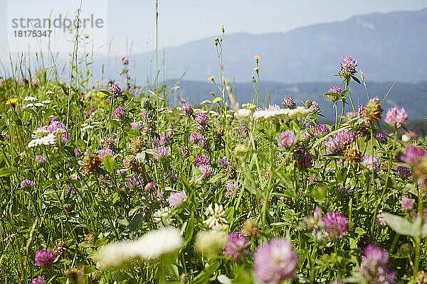 Blumenfeld mit Klee im Sommer  Kärnten  Österreich