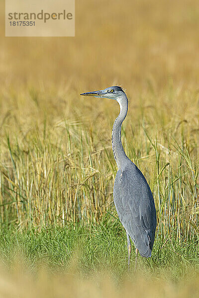 Graureiher (Ardea cinerea)  Hessen  Deutschland