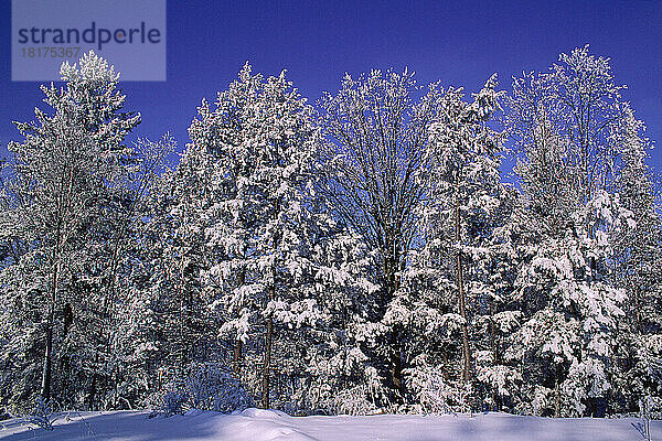 Winter  Ottawa  Ontario  Kanada