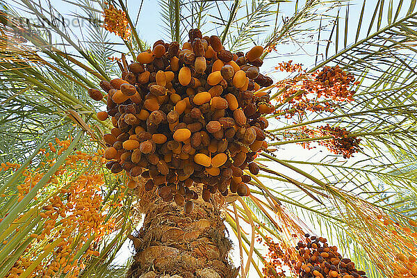Dattelpalme mit Früchten  Al Baharia  Gouvernement Matruh  Libysche Wüste  Sahara  Ägypten  Afrika