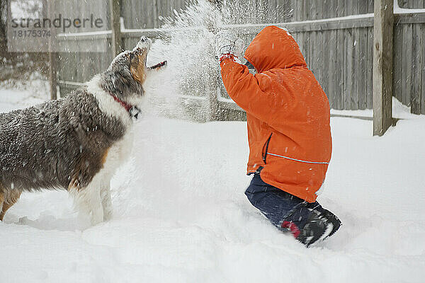 Boy having Snowball Fight with his Australian Shepherd Dog  Maryland  USA