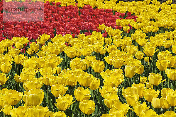 Rote und gelbe Tulpen  Commissioners Park am Dow's Lake  Ottawa  Ontario  Kanada